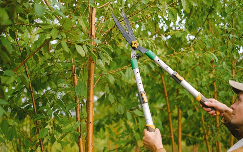 Tree trimming in Wilsonville, AL