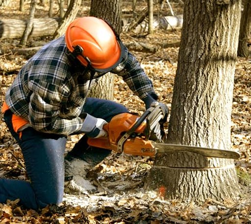 Tree Removal in Wilsonville, AL